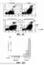 Fig. 06 - Method for rapid generation of mature dendritic cells