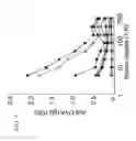 Fig. 09 - Method for rapid generation of mature dendritic cells
