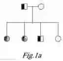 Fig. 02 - NOVEL HUMAN GENE FUNCTIONALLY RELATED TO DYSLEXIA