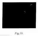 Fig. 03 - NOVEL HUMAN GENE FUNCTIONALLY RELATED TO DYSLEXIA