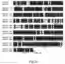Fig. 05 - NOVEL HUMAN GENE FUNCTIONALLY RELATED TO DYSLEXIA