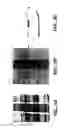 Fig. 06 - COMPOSITIONS AND METHODS FOR PROTECTING ORGANS, TISSUE AND CELLS FROM IMMUNE SYSTEM-MEDIATED DAMAGE
