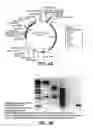 Fig. 08 - COMPOSITIONS AND METHODS FOR PROTECTING ORGANS, TISSUE AND CELLS FROM IMMUNE SYSTEM-MEDIATED DAMAGE