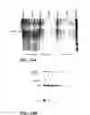 Fig. 12 - COMPOSITIONS AND METHODS FOR PROTECTING ORGANS, TISSUE AND CELLS FROM IMMUNE SYSTEM-MEDIATED DAMAGE