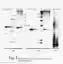 Fig. 02 - Artificial invaplex