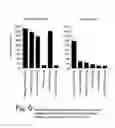 Fig. 07 - Artificial invaplex