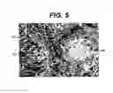 Fig. 04 - METHOD OF PREPARATION OF BIOABSORBABLE POROUS REINFORCED TISSUE IMPLANTS AND IMPLANTS THEREOF