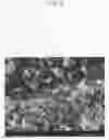 Fig. 07 - Hydrogel-metal assembly