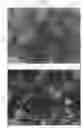 Fig. 10 - Hydrogel-metal assembly