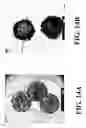 Fig. 18 - Nanoshells and Discrete Polymer-Coated Nanoshells, Methods For Making and Using Same