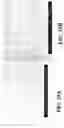 Fig. 32 - Nanoshells and Discrete Polymer-Coated Nanoshells, Methods For Making and Using Same