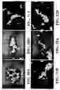 Fig. 35 - Nanoshells and Discrete Polymer-Coated Nanoshells, Methods For Making and Using Same