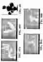 Fig. 45 - Nanoshells and Discrete Polymer-Coated Nanoshells, Methods For Making and Using Same