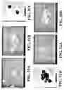 Fig. 46 - Nanoshells and Discrete Polymer-Coated Nanoshells, Methods For Making and Using Same