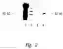 Fig. 03 - Compositions and methods for WT1 specific immunotherapy
