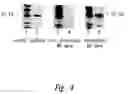 Fig. 05 - Compositions and methods for WT1 specific immunotherapy