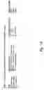 Fig. 23 - Compositions and methods for WT1 specific immunotherapy