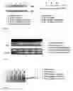Fig. 03 - Sorghum Extract Compositions