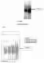 Fig. 04 - Sorghum Extract Compositions