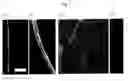 Fig. 02 - VIRAL FIBERS