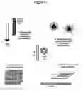 Fig. 07 - VIRAL FIBERS