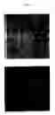 Fig. 10 - VIRAL FIBERS