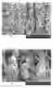 Fig. 05 - Elastic laminates having fragrance releasing properties and methods of making the same