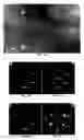 Fig. 03 - Epitaxial layer structures and precursors for topotactic anion exchange oxide films