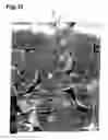 Fig. 12 - Anode and lithium-ion secondary battery
