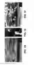 Fig. 03 - Contact metallization of carbon nanotubes