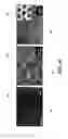 Fig. 26 - Contact metallization of carbon nanotubes
