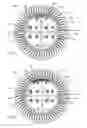 Fig. 04 - Dental wedges and methods