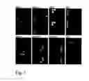 Fig. 02 - Method and microarray for detecting herpesviruses