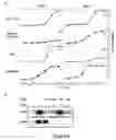 Fig. 09 - Multiplex cellular assays using detectable cell barcodes
