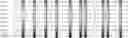 Fig. 12 - Method for HLA typing