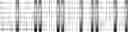Fig. 147 - Method for HLA typing