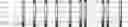 Fig. 15 - Method for HLA typing
