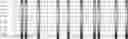 Fig. 47 - Method for HLA typing