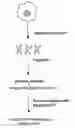 Fig. 01 - Methods And Kits For Producing Labeled Target Nucleic Acid For Use In Array Based Hybridization Applications