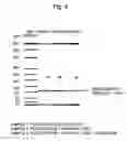 Fig. 05 - Method and apparatus for sample preparation