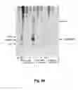 Fig. 05 - Method of extracting chromatin fractions from intact cells
