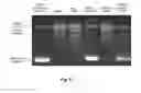 Fig. 09 - Method of extracting chromatin fractions from intact cells