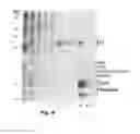 Fig. 10 - Method of extracting chromatin fractions from intact cells