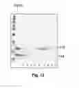 Fig. 13 - Method of extracting chromatin fractions from intact cells