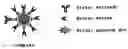 Fig. 01 - VISIBLE TO NEAR-INFRARED LIGHT PROBE COMPRISING COMPLEX OF CYPRIDINA LUCIFERASE AND QUANTUM DOT