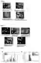 Fig. 02 - Composition For Creating an Artificial Bone Marrow Like Environment and Use Thereof