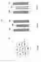 Fig. 16 - Method and device for manipulating individual small objects