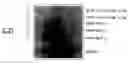 Fig. 01 - Microorganism and protease decomposing proteins recalcitrant to proteolysis