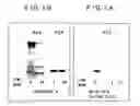 Fig. 02 - Microorganism and protease decomposing proteins recalcitrant to proteolysis
