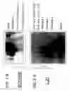 Fig. 03 - Microorganism and protease decomposing proteins recalcitrant to proteolysis